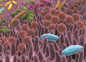 Microbiota, flora intestinal o flora bacterina